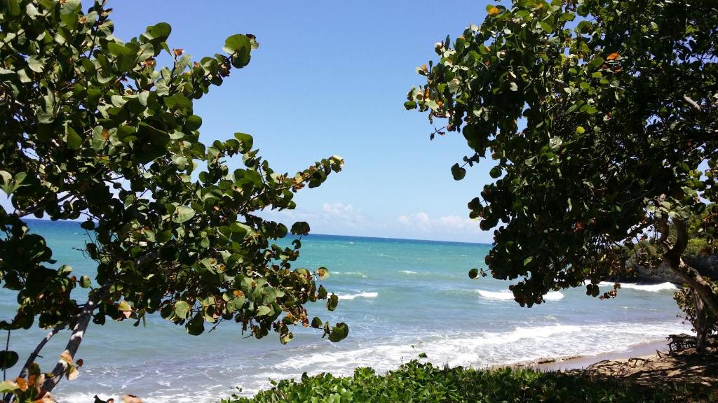 a view of the beach from behind some trees at Koko and Suzy's ocean dream in Laguna del Higüero