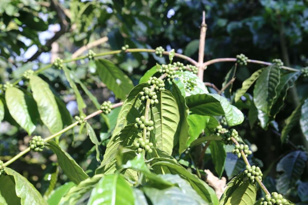 Zahrada ubytování Coorg Kolamotte