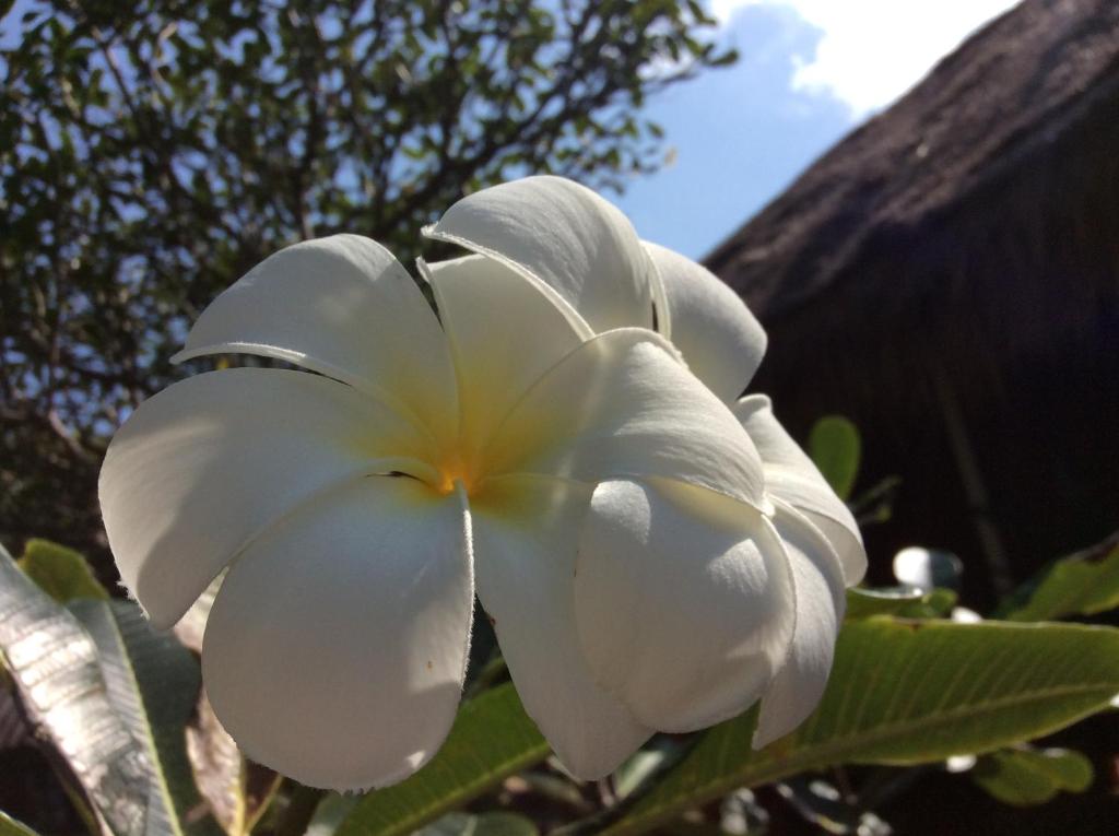 Fotografie z fotogalerie ubytování Bow Thong Beach Resort v Ko Tao