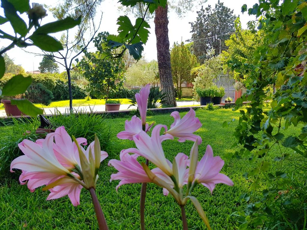 zwei rosa und weiße Blumen im Gras in der Unterkunft B&B Welcome in Pedara