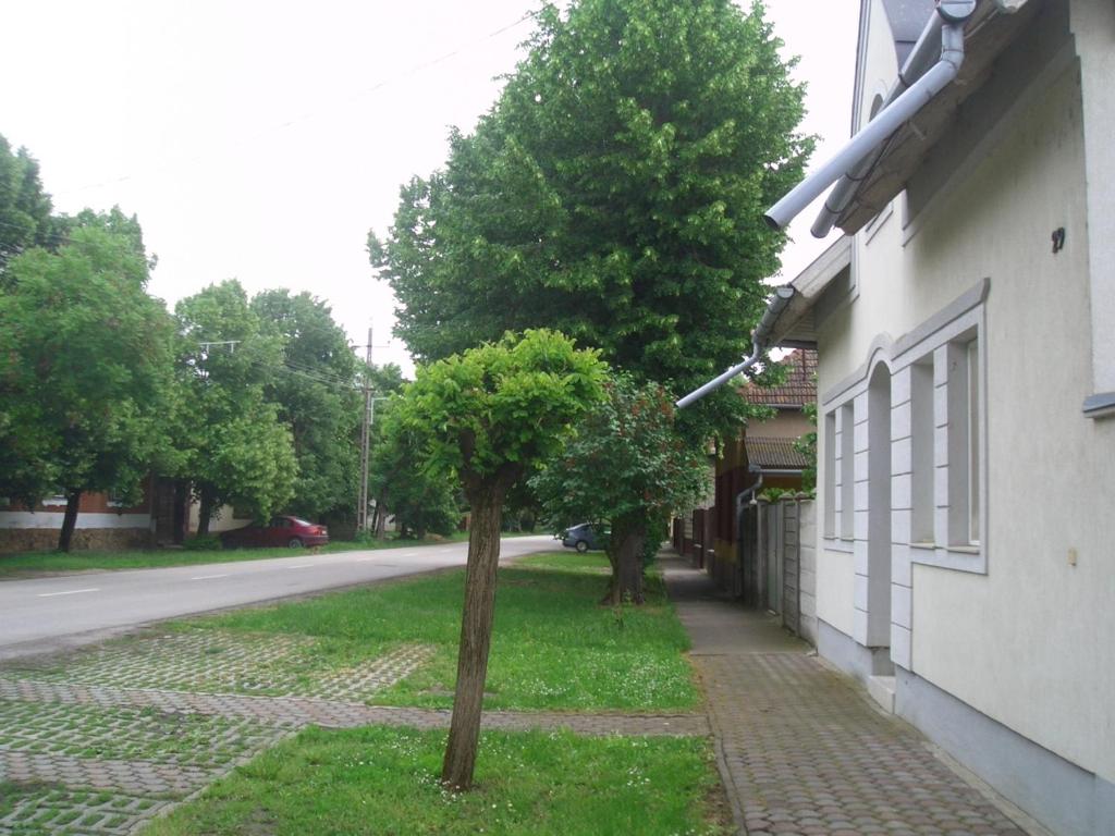 uma pequena árvore num passeio ao lado de um edifício em Apartments-Mini-Hotel em Csongrád