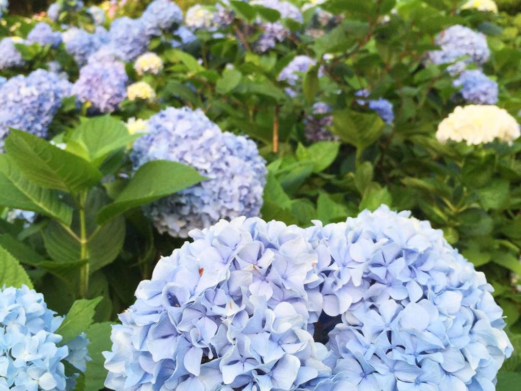 Zahrada ubytování 森林公園スイス村 風のがっこう京都