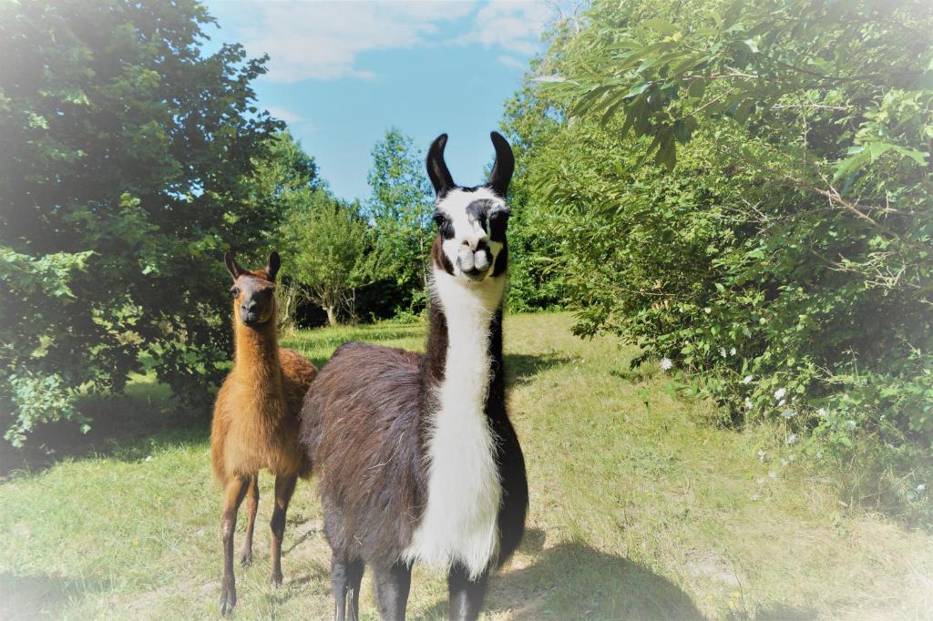twee lama's in een veld naast bomen bij Loire Valley Llama Farm Stay in Lavernat