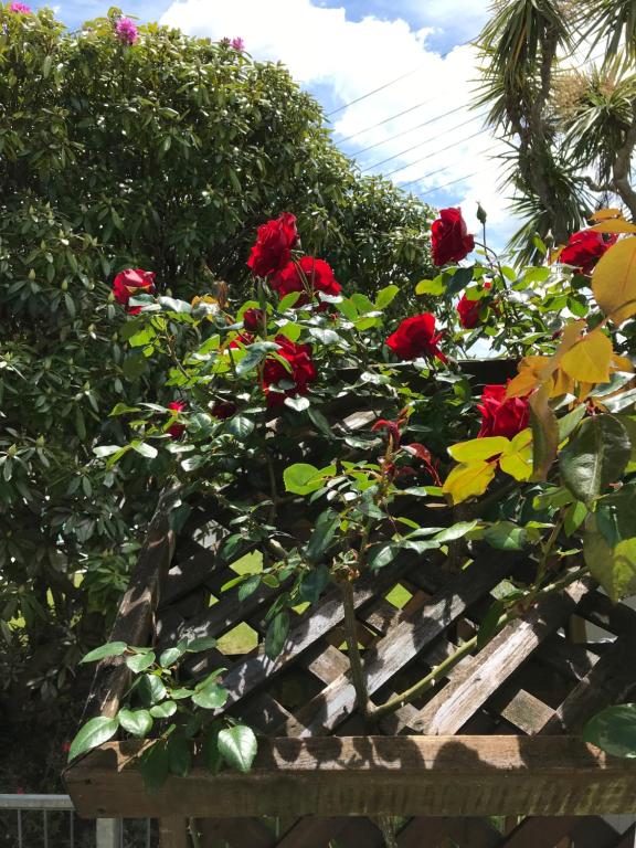 Picton House B&B and Motel - Resim 17