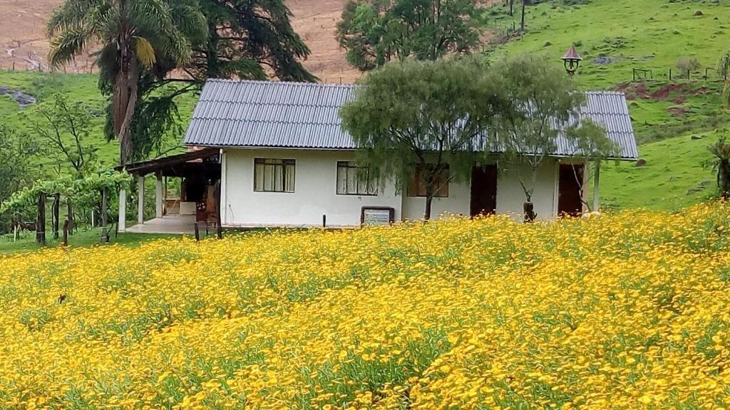 a house in the middle of a field of yellow flowers at Sítio Kanisfluh in Treze Tílias