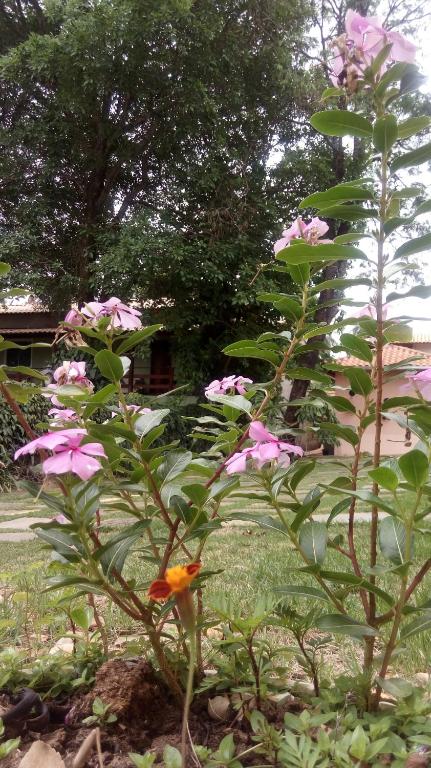 a group of pink flowers in a yard at Pousada Licuri in Serra do Cipo