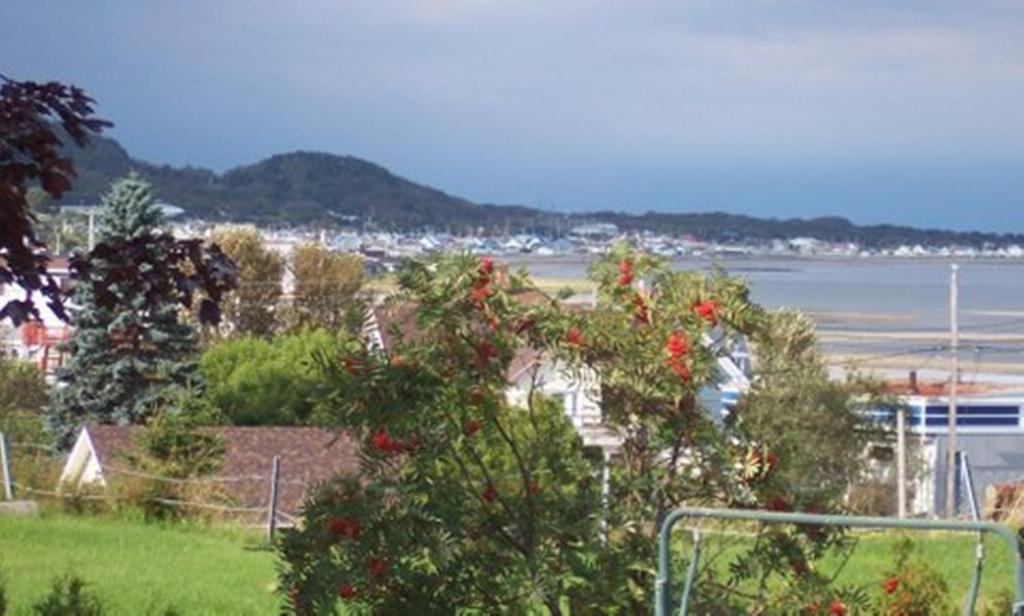 a tree with red flowers on it next to a body of water at Gite La Ptite Falaise hébergement touristique in Sainte-Anne-des-Monts