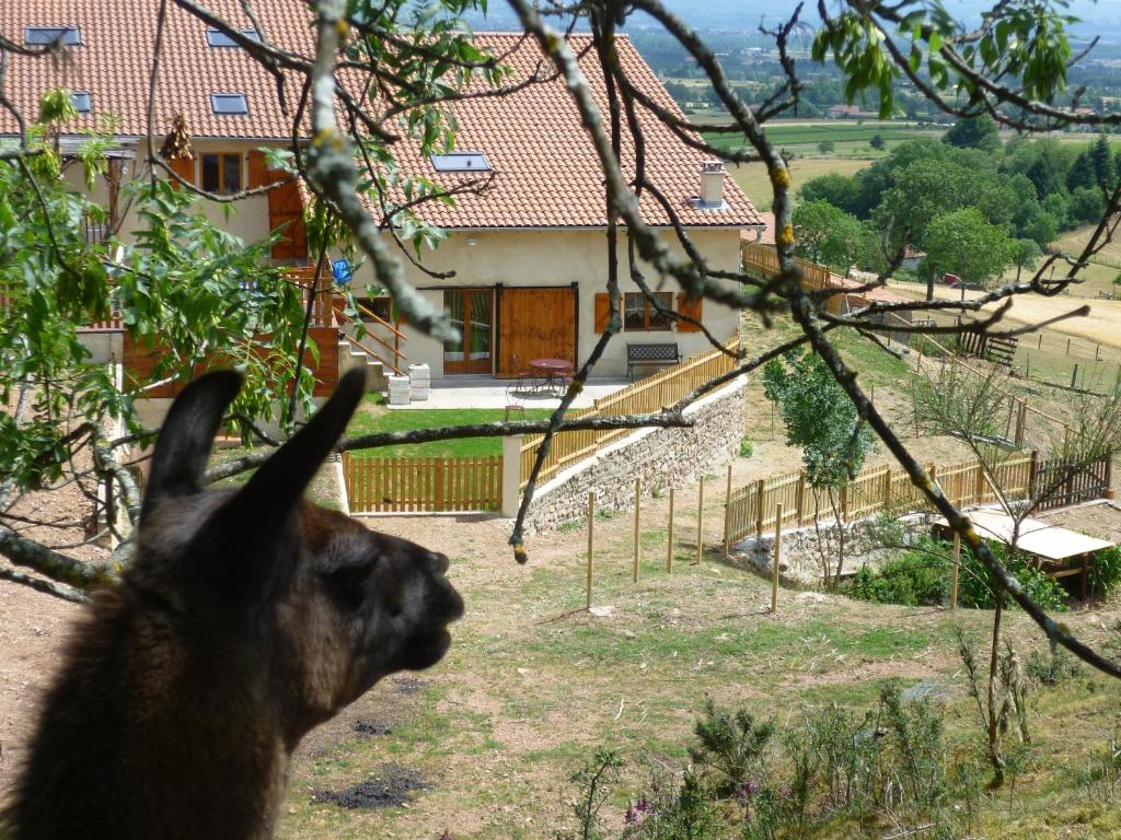 Una llama mirando una casa desde un árbol en La Bruyère aux Lamas, en Saint-André-dʼApchon