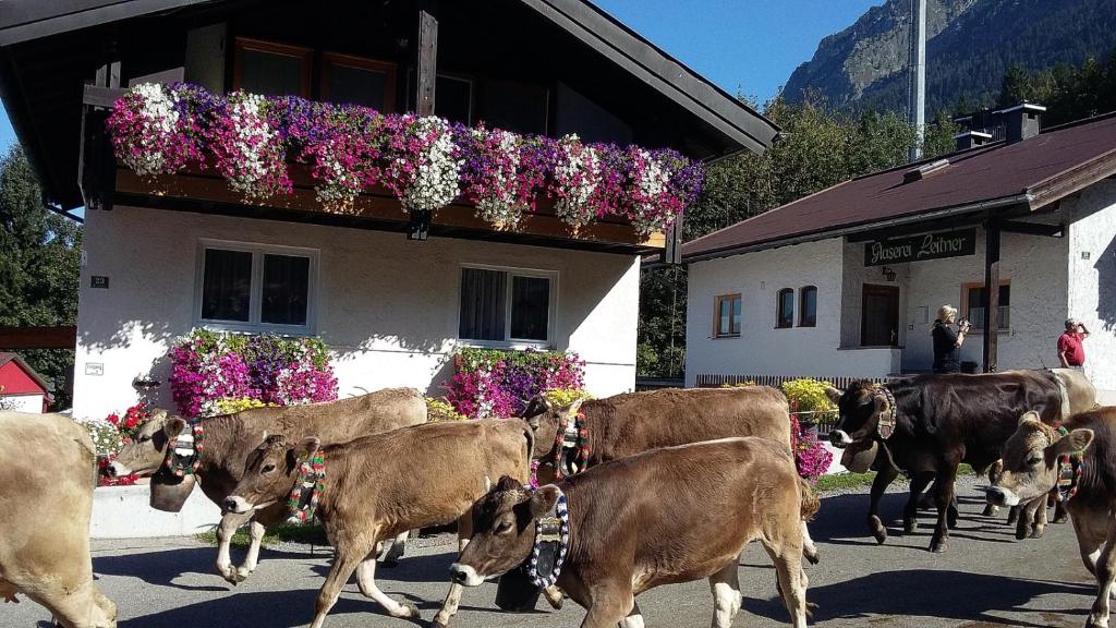 オーベルストドルフにあるFerienwohnung Schanzenblickの花の家を歩く牛