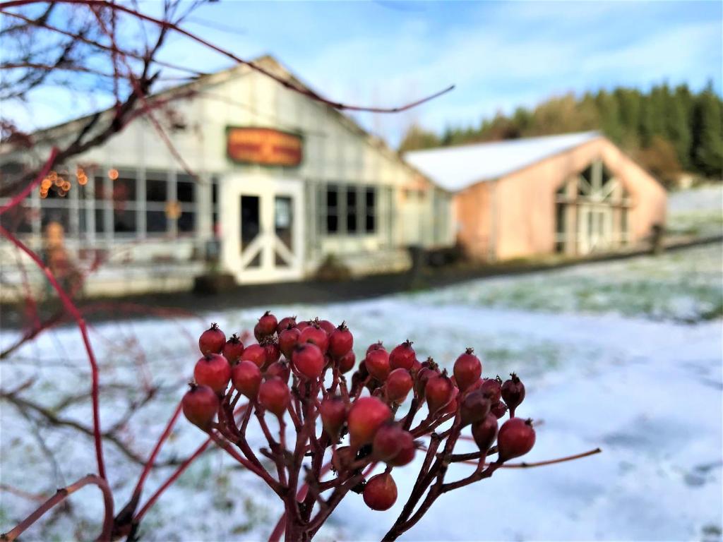 Solheimar Eco-Village Guesthouse að vetri til
