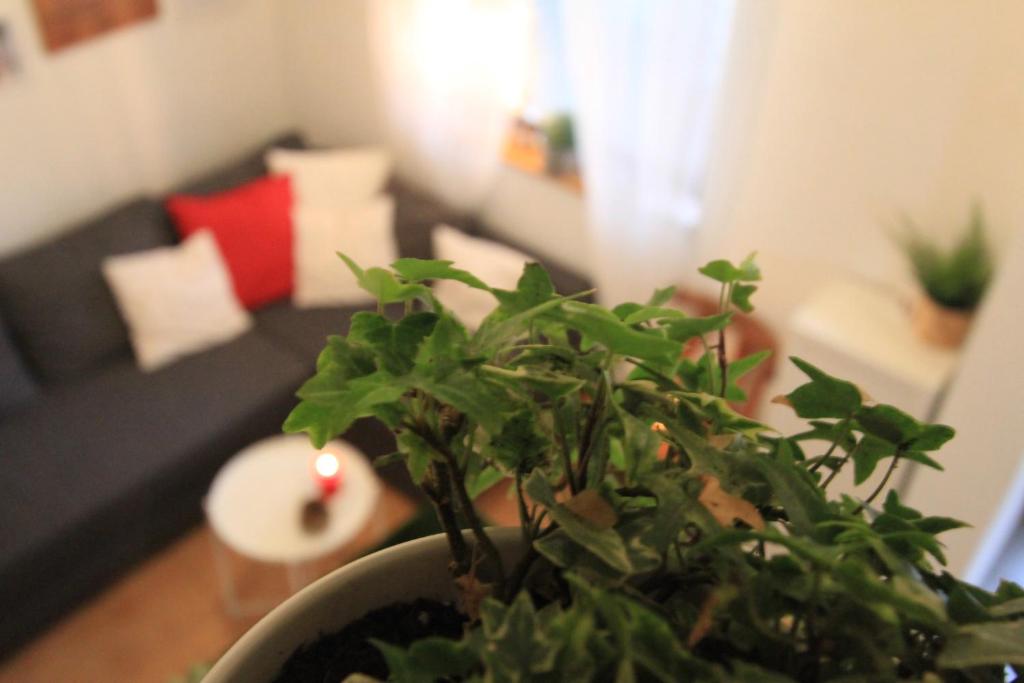 House in center of Gospic with big garden - 12