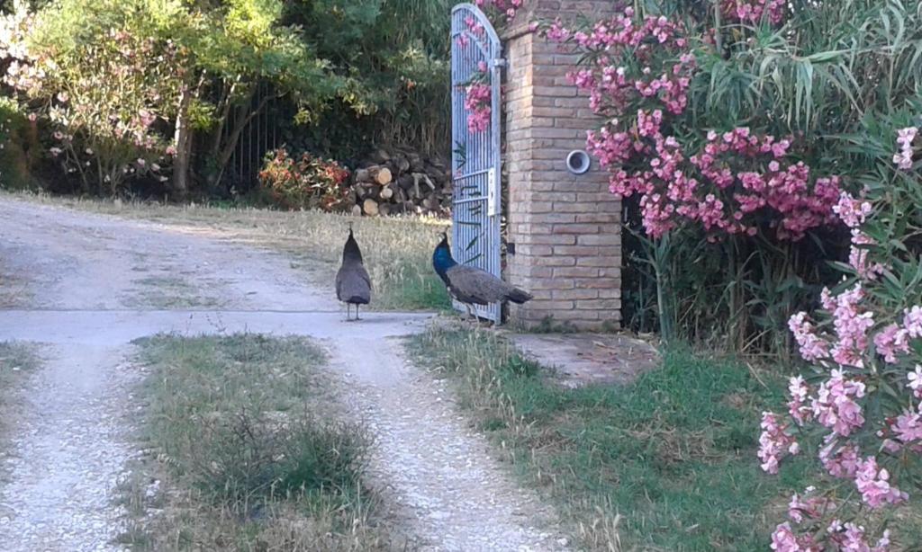 Ogród w obiekcie Mulino a vento
