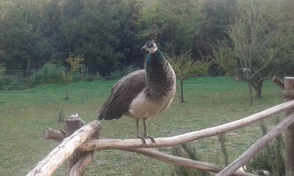 Zwierzęta w domu wakacyjnym lub w pobliżu