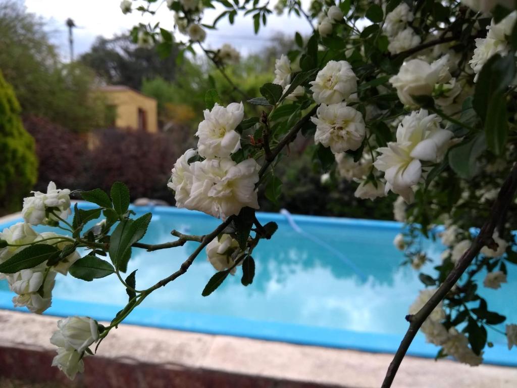 un árbol con flores blancas delante de una piscina en Los abedules en Capilla del Monte