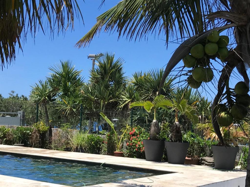 una piscina con palmeras y plantas en Bras-Panon: Maison avec vue et piscine 1-4 pers., en Bras-Panon