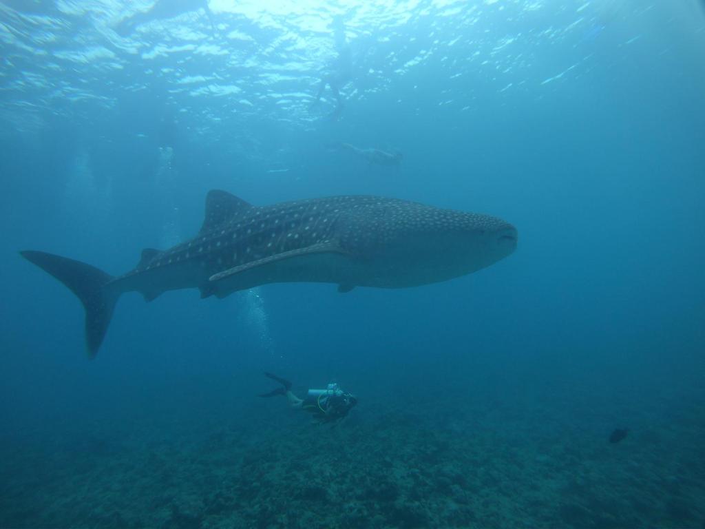Fotografie z fotogalerie ubytování Shamar Guesthouse & Dive v destinaci Maamigili