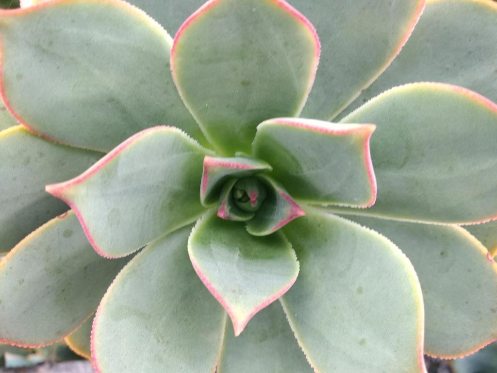 a close up of a green plant at Finca La Tabaiba Apartamento alto in Máguez