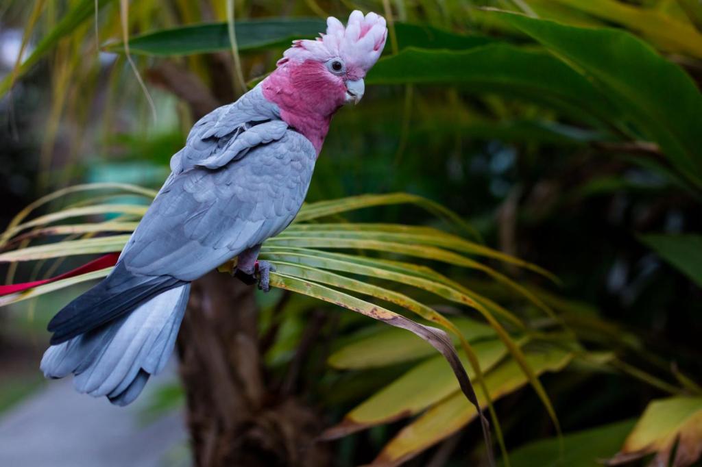 a pink bird sitting on a tree branch at Le Rayon Vert in Deshaies