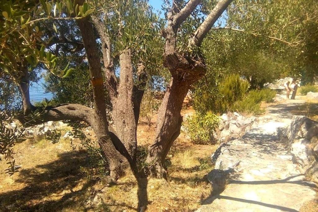 Fotografia z galérie ubytovania Private island Šćitna - HOUSE LUEL v Murteri