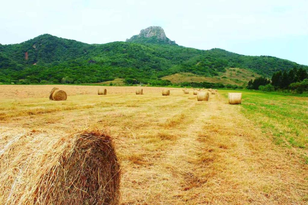 a field filled with hay with mountains in the background at Kenting Garden Homestay in Kenting