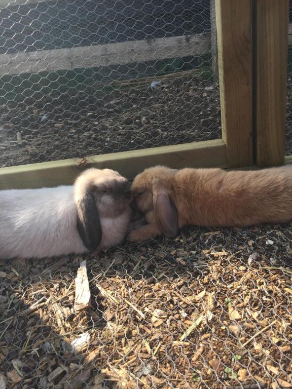 a goat laying down on the ground with its front paws on the ground at Willow Court Farm Studio East & Petting Farm, 8 mins to Legoland & Windsor, 15 mins to Lapland UK in Windsor