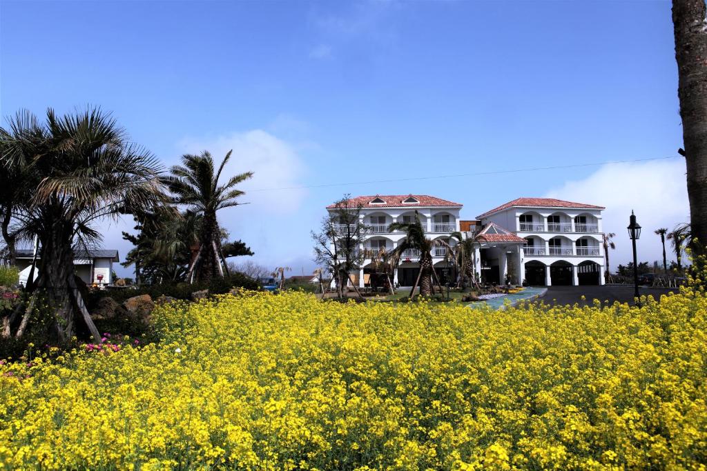 a large white house with a field of yellow flowers at MJ Pension & Resort in Seogwipo
