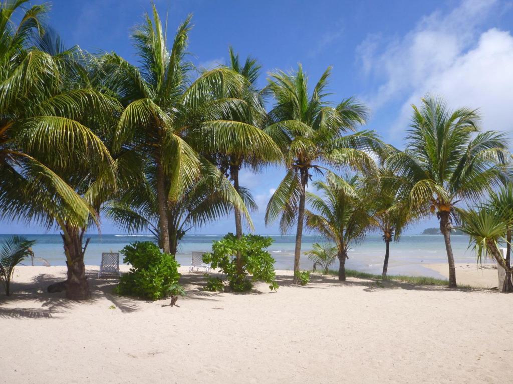 a group of palm trees on a sandy beach at Jamelah Beach Guest House in Anse aux Pins