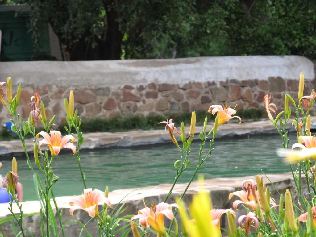 een bos bloemen voor een zwembad vol water bij Hillside Farm in Trompsburg
