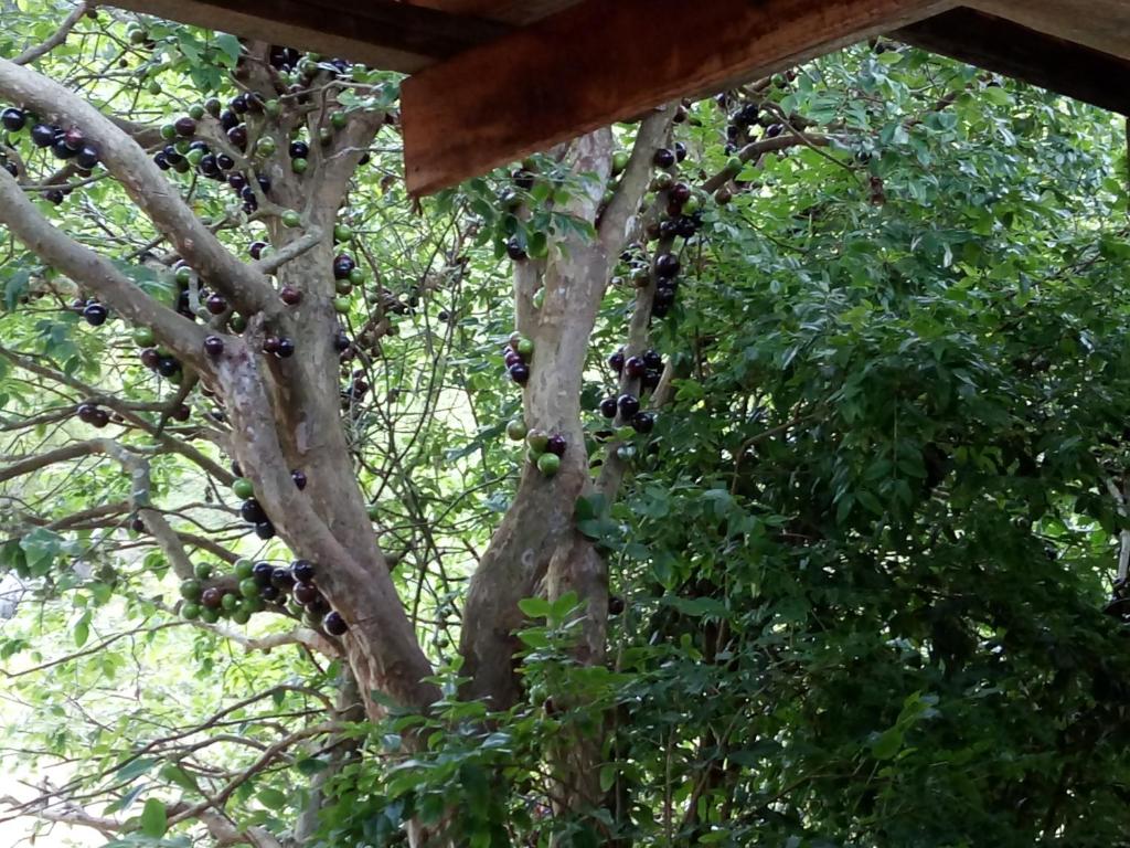  Sitio rio ferro