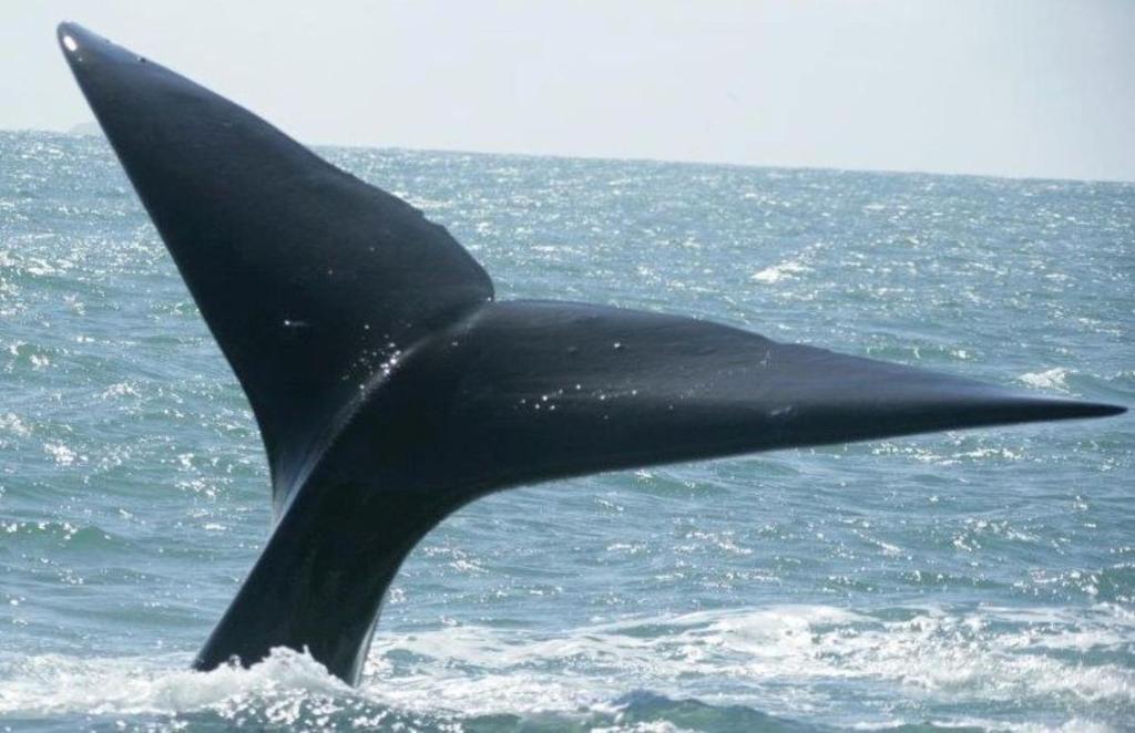  Flats da barrinha da ferrugem a 500mt do mar