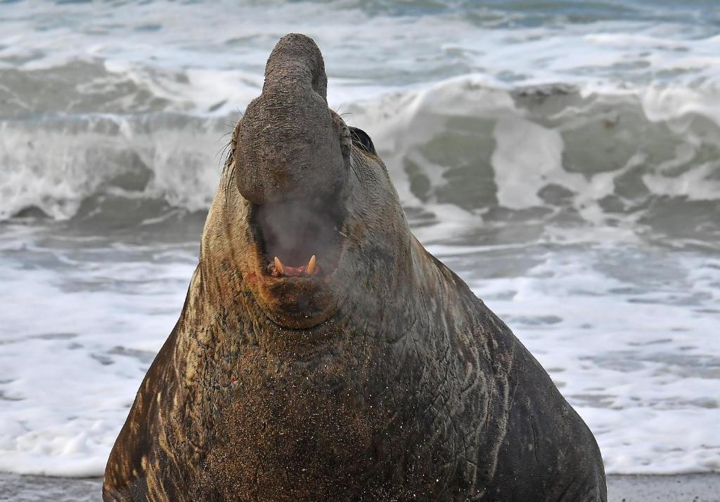 a seal on the beach with its mouth open at La Antonieta Estancia de Mar in Dos Pozos