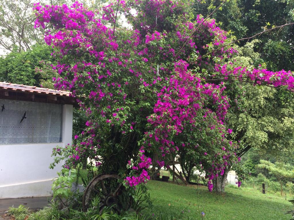  Flores de Cunha