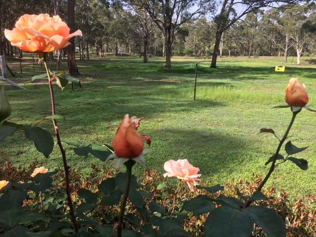 Zahrada ubytování Hunter Valley Retreat