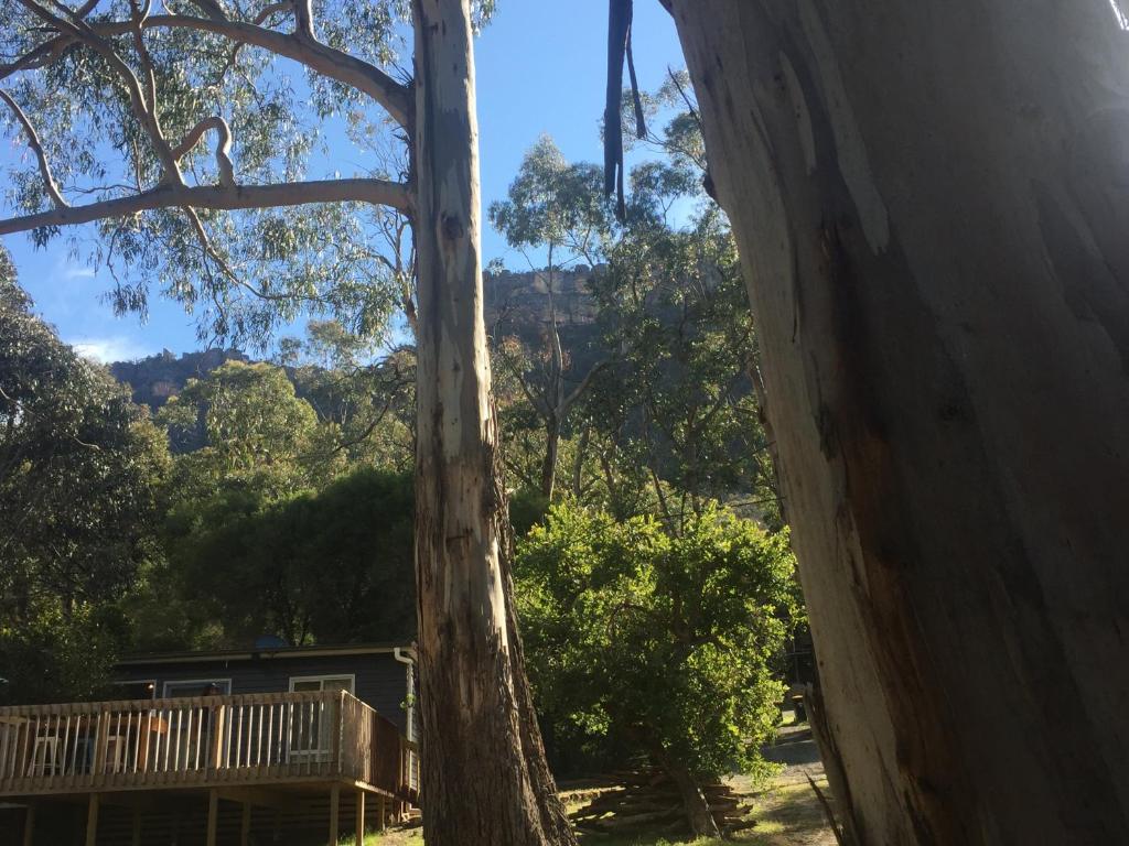 a large tree with a house in the background at Grampians Nest in Halls Gap