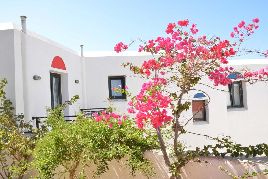 a tree with pink flowers in front of a white building at Paradisia Villas in Naxos Chora