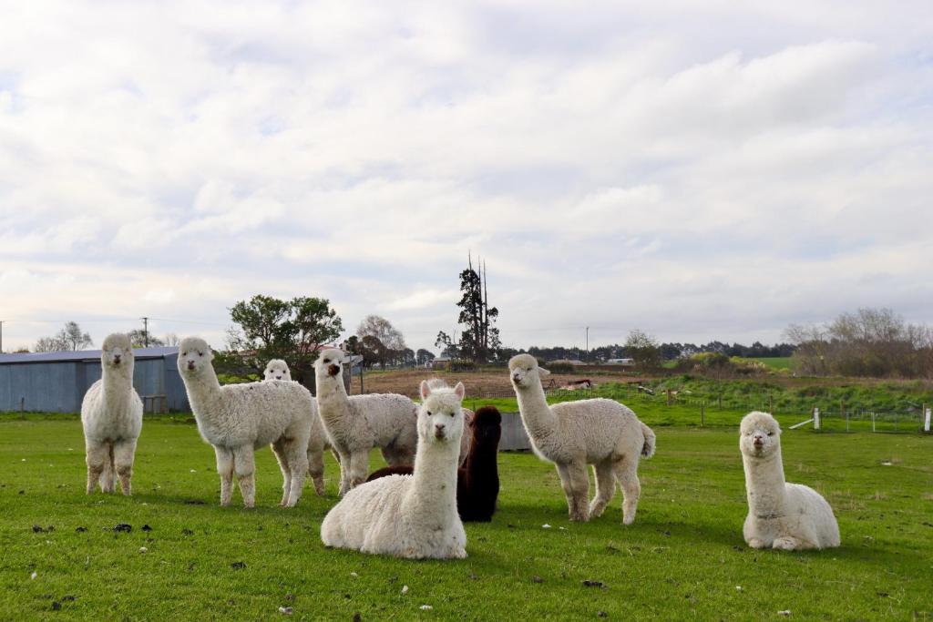 Teschemakers Resort - Resim 14