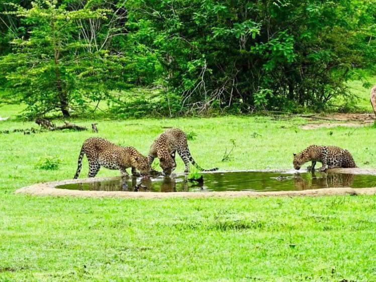 Tres guepardos bebiendo de un charco de agua en Yala Leopard Mobile Camp en Yala