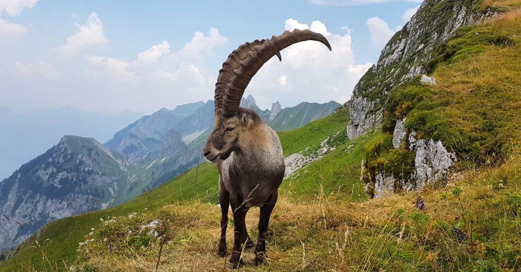 Zvířata v hotelu nebo okolí