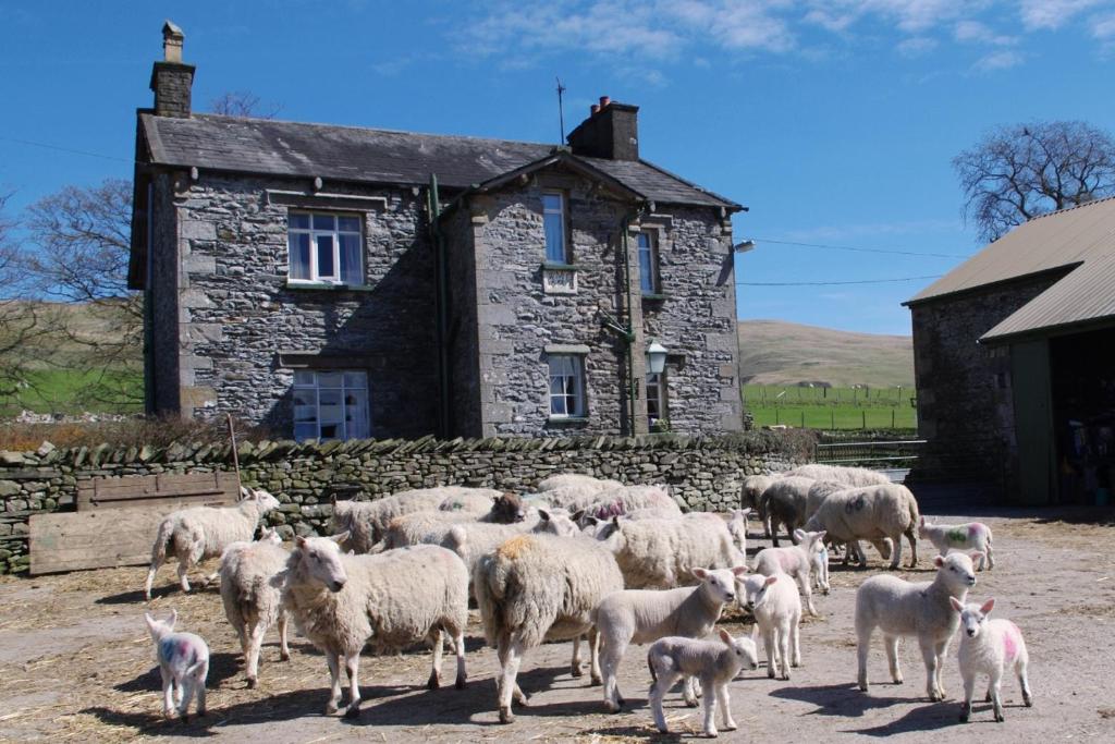 um rebanho de ovelhas em pé em frente a uma casa de pedra em Ullathorns Farm em Kirkby Lonsdale