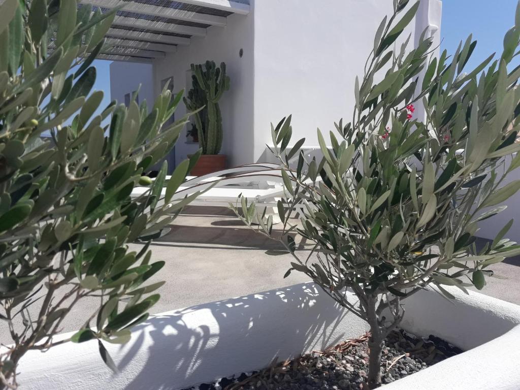 Jardí fora de Sun Anemos Resort