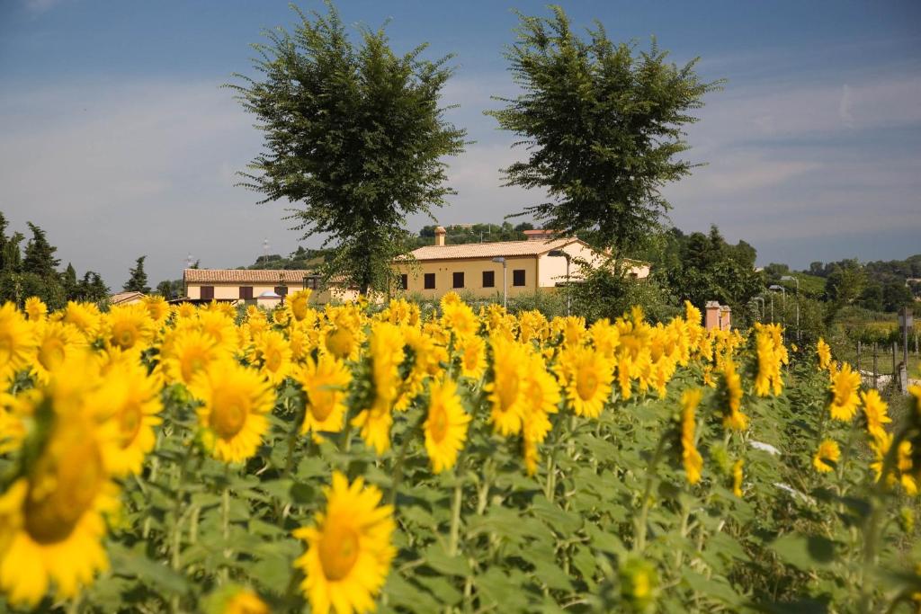a field of yellow sunflowers in front of a house at Le Fiabe Hotel Resort in Numana