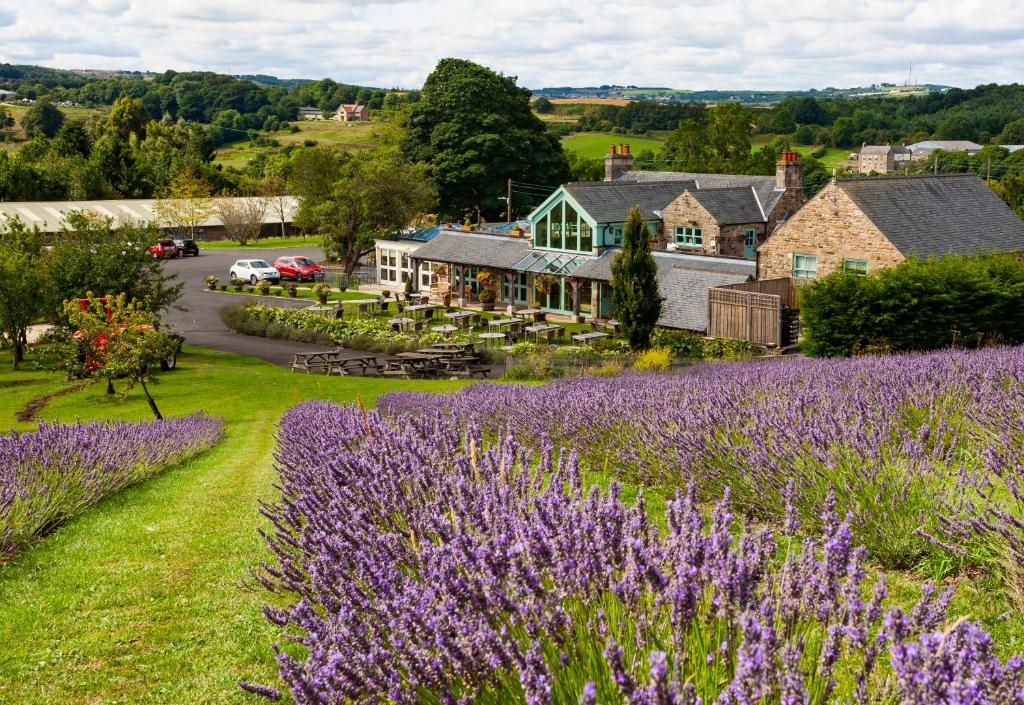 Black Horse Beamish - 