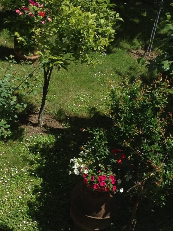 Zahrada ubytování Hotel Indicatore