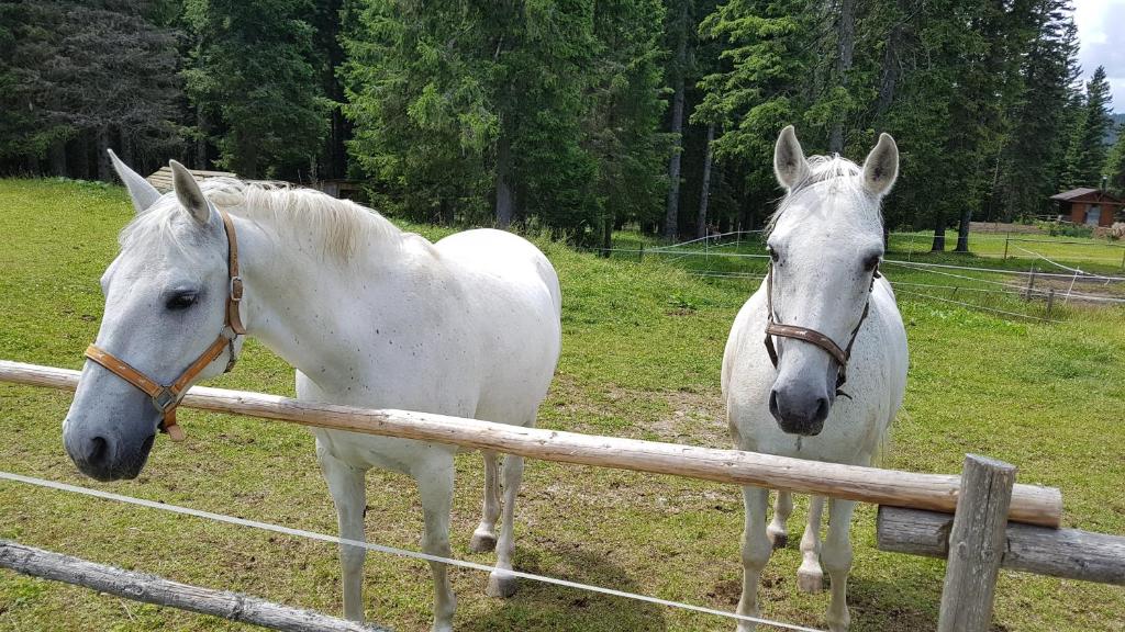 Zvířata v apartmánu nebo okolí