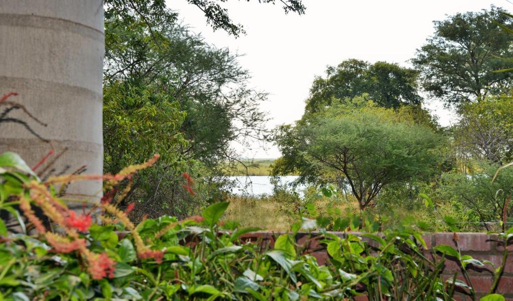 a field of plants with a lake in the background at Kasane Self Catering in Kasane