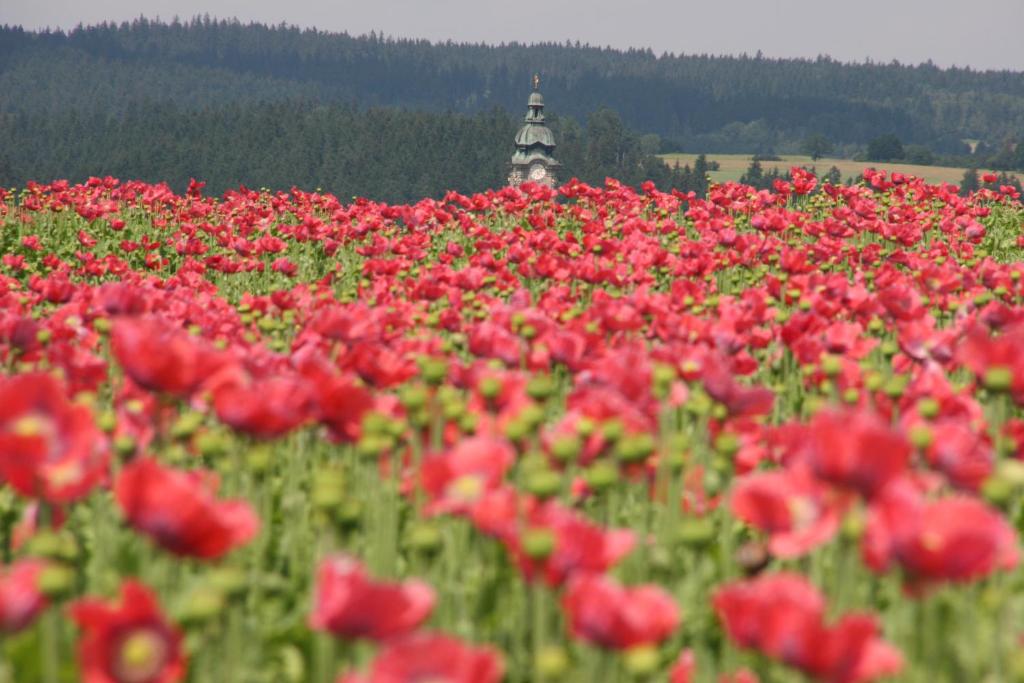 Fotografia z galérie ubytovania Mohnhotel - Bergwirt Schrammel v destinácii Zwettl Stadt