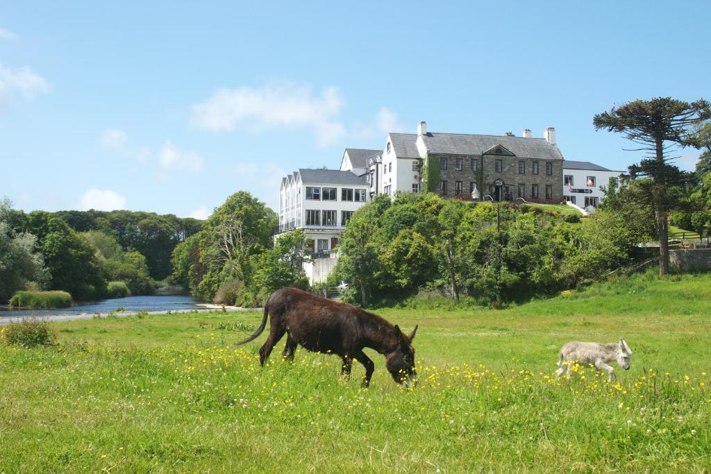 a cow grazing in a field in front of a building at Falls Hotel & Spa in Ennistymon