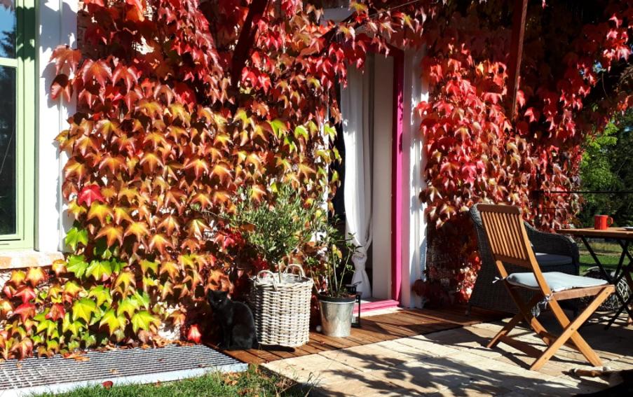 Zahrada ubytování Apartmány Ruprechtov