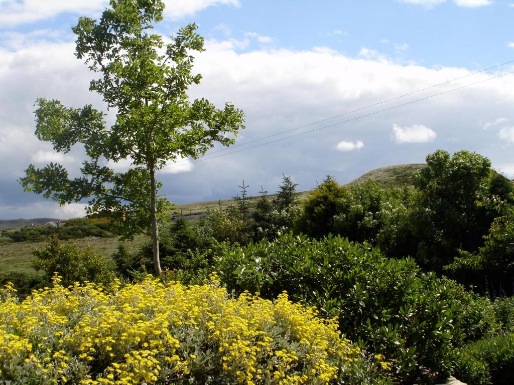 a field of yellow flowers and a tree at Ben Breen House B&B in Clifden