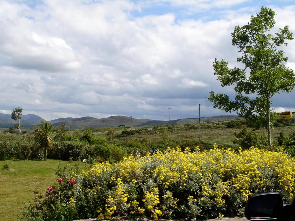 a field of flowers with a tree and mountains in the background at Ben Breen House B&B in Clifden